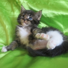 Image pour l'annonce Chatons Maine coon