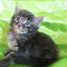 Image pour l'annonce Chatons Maine coon