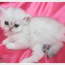 Image pour l'annonce Chatons persan chinchilla Loof