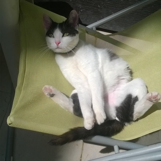 Image pour l'annonce Donne chat femelle Onyx