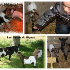 Image pour l'annonce chèvres Mini naines  de race mottes ( sans corne)