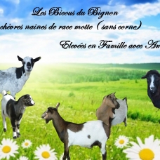Image pour l'annonce chèvres Mini naines  de race mottes ( sans corne)