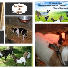 Image pour l'annonce chèvres Mini naines  de race mottes ( sans corne)