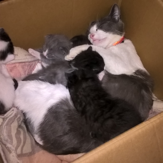 Image pour l'annonce don chaton europeen mâle de 3 mois