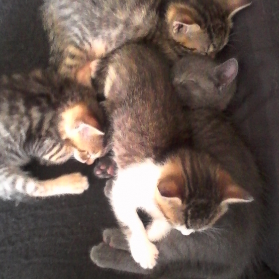 Image pour l'annonce donne chaton