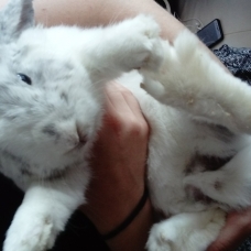 Image pour l'annonce Lapin bélier