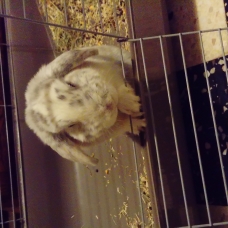 Image pour l'annonce Lapin bélier