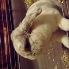 Image pour l'annonce Lapin bélier