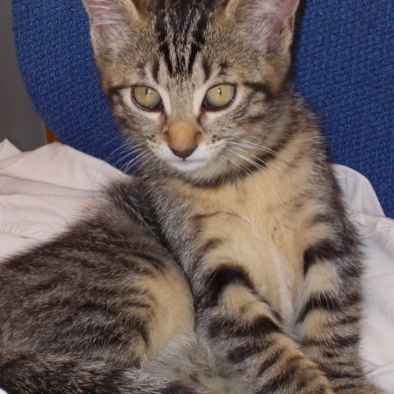 Image pour l'annonce Donne chaton tigré