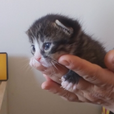 Image pour l'annonce donne adorables chatons contre bons soins