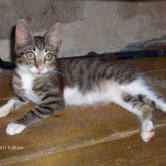 Image pour l'annonce Adorable chaton femelle gris tigré blanc à adopter sur Marseille