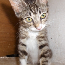 Image pour l'annonce Adorable chaton femelle gris tigré blanc à adopter sur Marseille