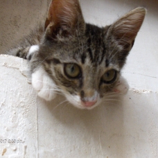 Image pour l'annonce Adorable chaton femelle gris tigré blanc à adopter sur Marseille