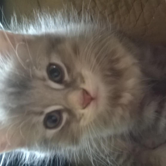Image pour l'annonce Donne chatons tigrés