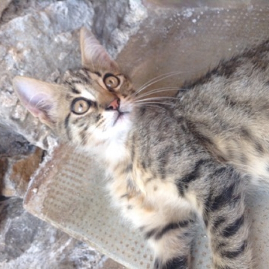 Image pour l'annonce Donne chaton
