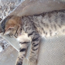 Image pour l'annonce Donne chaton