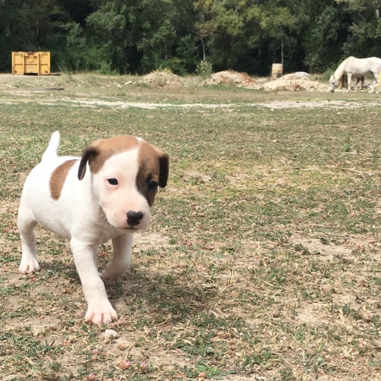 Image pour l'annonce Jack Russel