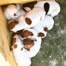 Image pour l'annonce Jack Russel
