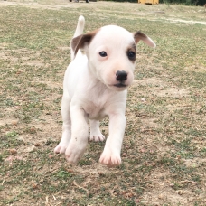 Image pour l'annonce Jack Russel