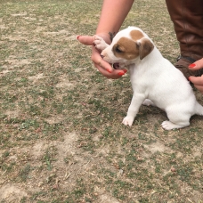 Image pour l'annonce Jack Russel