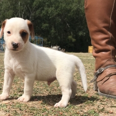Image pour l'annonce Jack Russel