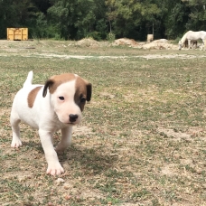 Image pour l'annonce Jack Russel