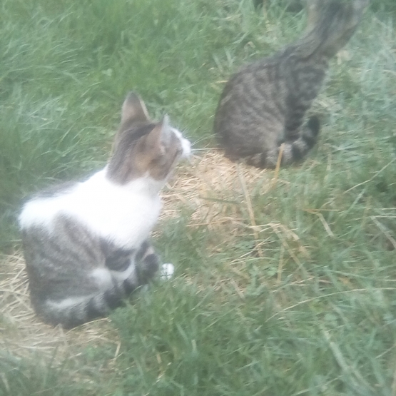 Image pour l'annonce Donne chatons femelles