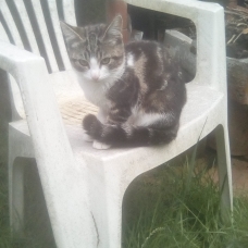 Image pour l'annonce Donne chatons femelles