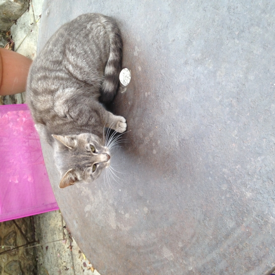 Image pour l'annonce Jeune chat a donner