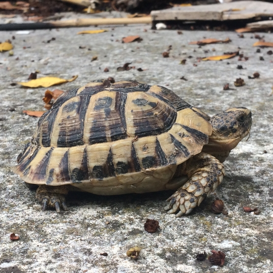 Image pour l'annonce Tortue grecque