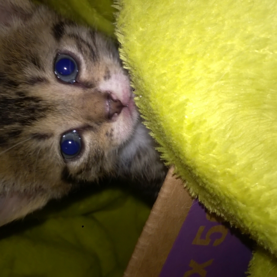 Image pour l'annonce donne chaton tigré
