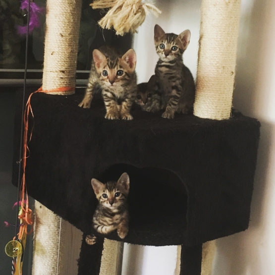 Image pour l'annonce Chaton Bengal LOOF