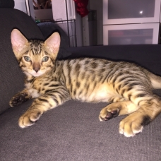 Image pour l'annonce Chaton Bengal LOOF