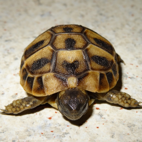 Image pour l'annonce vends tortue terrestres hh