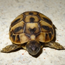 Image pour l'annonce vends tortue terrestres hh