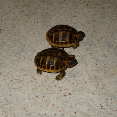 Image pour l'annonce vends tortue terrestres hh