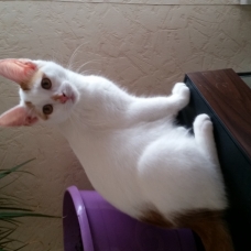 Image pour l'annonce Donne chaton