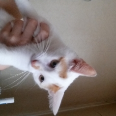 Image pour l'annonce Donne chaton