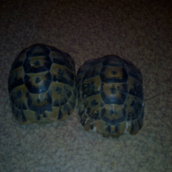 Image pour l'annonce VENDS COUPLE DE TORTUES AGEES DE 10ANS