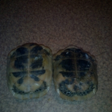 Image pour l'annonce VENDS COUPLE DE TORTUES AGEES DE 10ANS