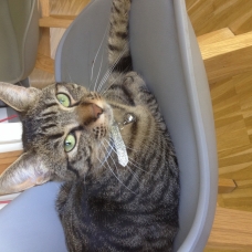 Image pour l'annonce Donne chat appartement