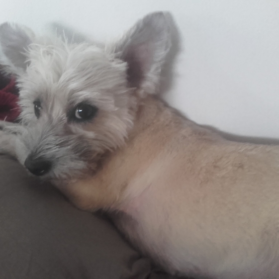 Image pour l'annonce Donne petite chienne