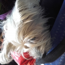 Image pour l'annonce Donne petite chienne