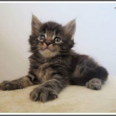 Image pour l'annonce Chatons Maine coon