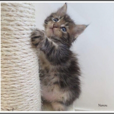 Image pour l'annonce Chatons Maine coon