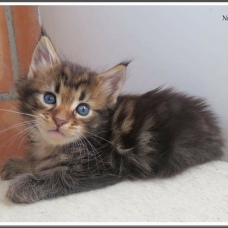 Image pour l'annonce Chatons Maine coon