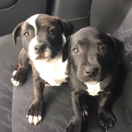 Image pour l'annonce Staffie disponible