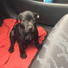 Image pour l'annonce Staffie disponible