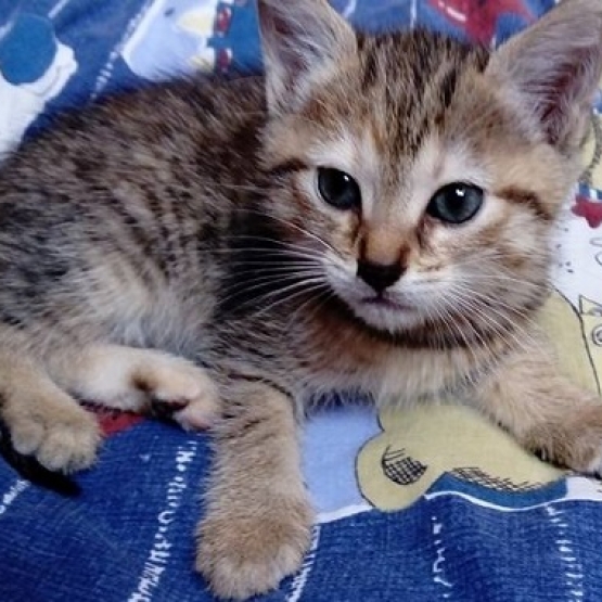 Image pour l'annonce Donne 2 chatons femelles