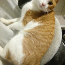 Image pour l'annonce Donne chat roux et blanc